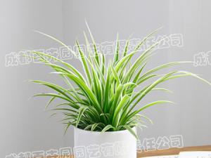 成都室内植物出租(吊兰) 