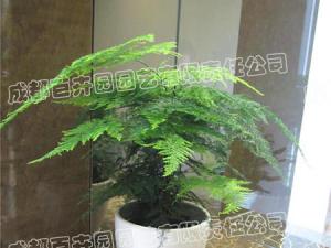  成都绿植租赁-小型盆栽绿植文竹