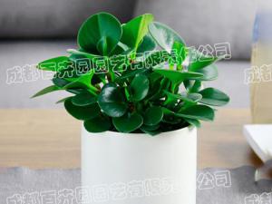  成都绿植租赁-小型盆栽绿植豆瓣绿
