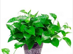  成都绿植租赁-小型盆栽绿植绿萝