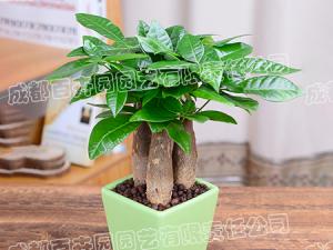  成都绿植租赁-小型盆栽绿植发财树