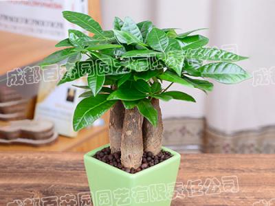  成都绿植租赁-小型盆栽绿植发财树