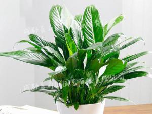  成都绿植租赁-小型盆栽绿植一帆风顺