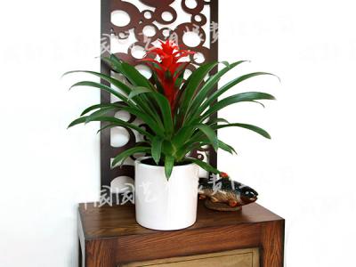  成都花卉租赁-小型盆栽花卉鸿运当头花