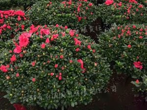 庭院花园绿化植物-杜鹃花球