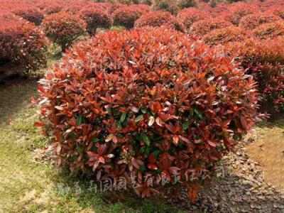 庭院花园花境植物-红叶石楠球