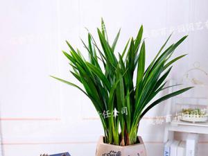  成都绿植租摆-小型盆栽绿植兰草