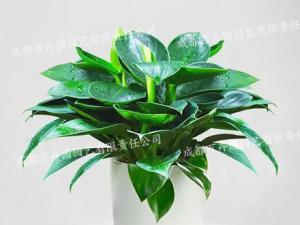 成都植物租赁品种金钻