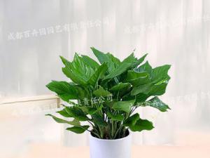 成都租植物万年青