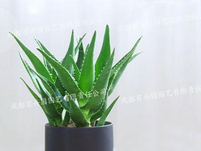  成都绿植租赁-小型盆栽绿植芦荟