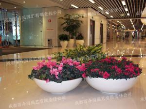 商场组盆绿植花卉租赁