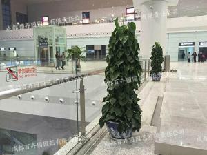  商场植物租赁方案