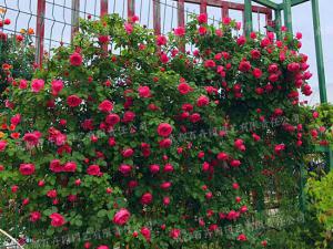 花园花境绿化植物-月季花