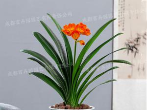 成都室内租花(君子兰) 