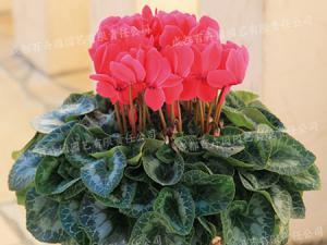 成都盆栽花卉租赁(仙客来) 