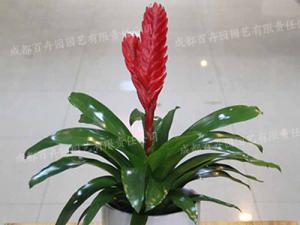 办公室花卉租赁(鸿运当头)