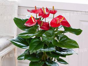 成都室内租花(红掌) 