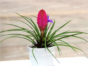 成都室内租摆花卉(铁兰) 