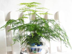 水培植物租摆(文竹)