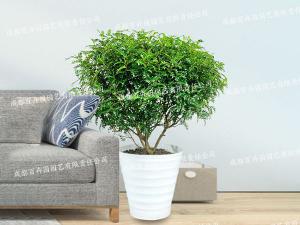  成都植物租赁-大型盆栽植物清香木