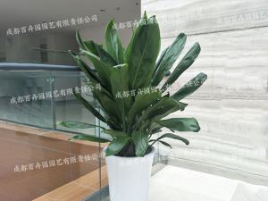  成都植物租摆-大型盆栽植物青铁