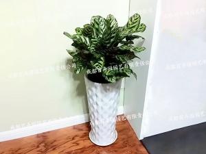  成都植物租赁-大型盆栽植物竹芋 