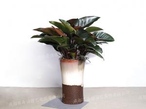 成都盆栽植物租赁(红钻) 