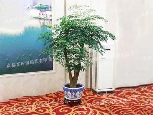 大型植物租赁-室内盆栽幸福树