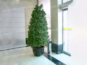 成都室内花卉植物租赁(金钱榕) 