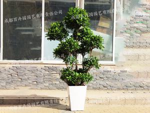 大型盆栽绿植租赁品种-多枝金钱榕
