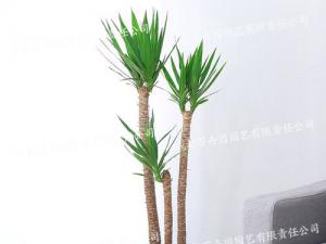  成都植物租摆-大型盆栽荷兰铁
