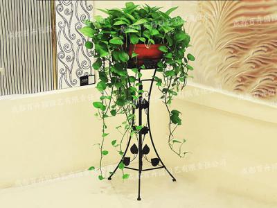  成都植物租摆-大型盆栽植物花架绿萝