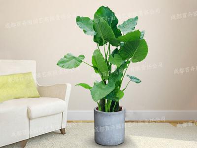  成都植物租摆-大型盆栽植物滴水观音