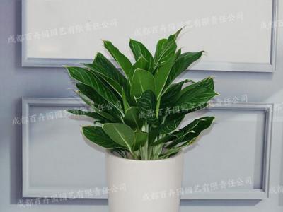  成都植物租摆-大型盆栽植物白雪公主