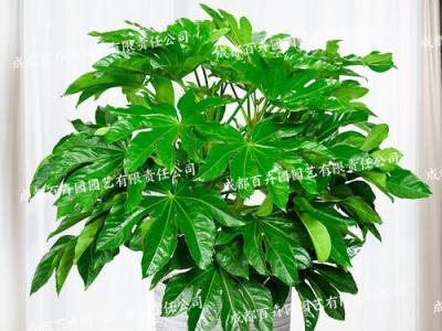 成都办公室花卉租摆(八角金盘) 