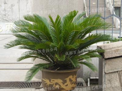 成都盆景植物租赁(铁树) 