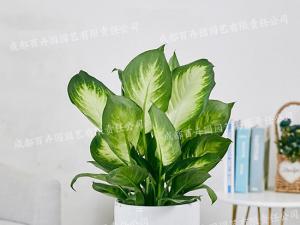  成都绿植租赁-小型盆栽绿植玛丽安