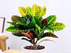  成都绿植租摆-小型盆栽绿植变叶木