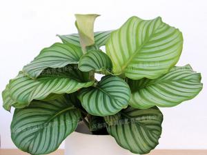  成都绿植租赁-小型盆栽绿植青苹果