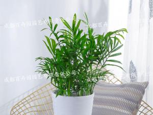  成都绿植租赁-小型盆栽绿植袖珍椰子