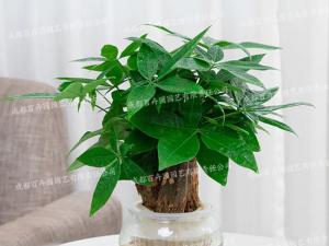 水培植物租摆(发财树) 