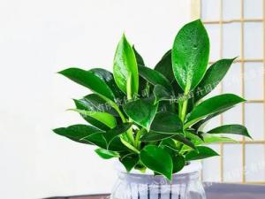 水培植物出租(金钻)