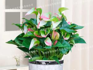  成都花卉租赁-小型盆栽花卉彩掌