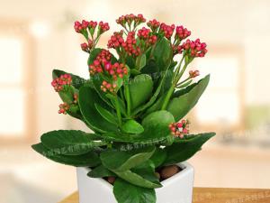 成都花卉租赁(长寿花) 