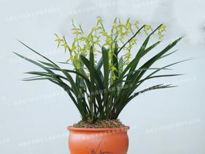 成都盆栽花卉租赁(兰花) 