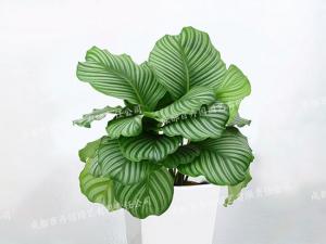 成都盆栽植物租赁(青苹果竹芋) 