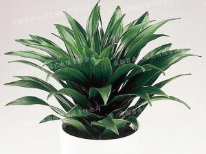  成都绿植租赁-小型盆栽绿植太阳神