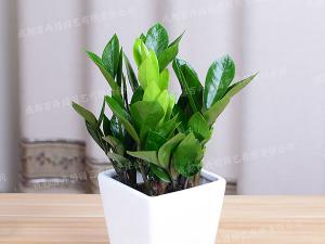  成都绿植租摆-小型盆栽绿植金钱树