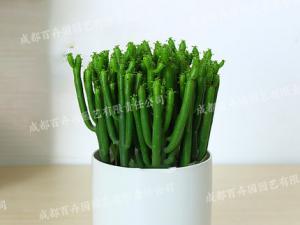  成都绿植租摆-小型盆栽绿植绿玉树