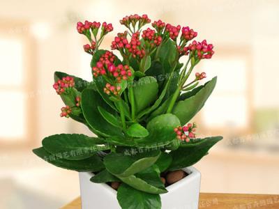 成都花卉租赁(长寿花) 